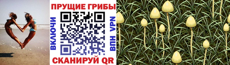Галлюциногенные грибы GOLDEN TEACHER Солнечногорск